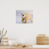 ホッキョクグマ, Ursus maritimus, 氷と雪の上, 2 ポスター (キッチン)