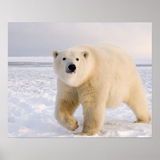 ホッキョクグマ, Ursus maritimus, 氷と雪の上, 2 ポスター (正面)