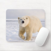 ホッキョクグマ, Ursus maritimus, 氷と雪の上, 2 マウスパッド (マウス)