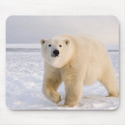 ホッキョクグマ, Ursus maritimus, 氷と雪の上, 2 マウスパッド (正面)