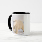 ホッキョクグマ, Ursus maritimus, 氷と雪の上, 2 マグカップ (正面左)