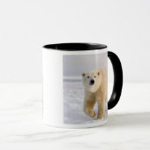 ホッキョクグマ, Ursus maritimus, 氷と雪の上, 2 マグカップ (正面右)