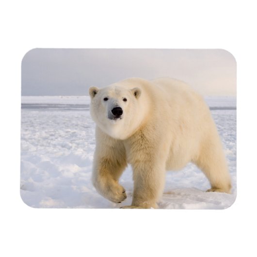 ホッキョクグマ, Ursus maritimus, 氷と雪の上, 2 マグネット (横)
