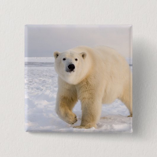 ホッキョクグマ, Ursus maritimus, 氷と雪の上, 2 缶バッジ (正面)
