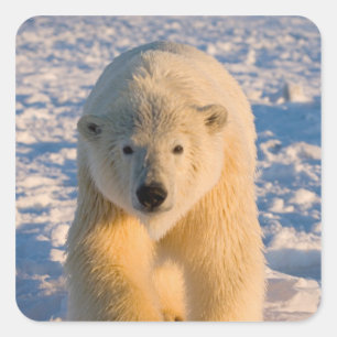 ホッキョクグマ, Ursus maritimus, 氷上のホッキョクグマ スクエアシール