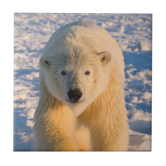ホッキョクグマ, Ursus maritimus, 氷上のホッキョクグマ タイル (正面)