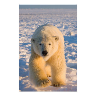 ホッキョクグマ, Ursus maritimus, 氷上のホッキョクグマ フォトプリント