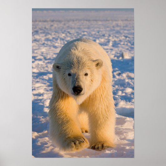 ホッキョクグマ, Ursus maritimus, 氷上のホッキョクグマ ポスター (正面)