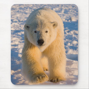 ホッキョクグマ, Ursus maritimus, 氷上のホッキョクグマ マウスパッド