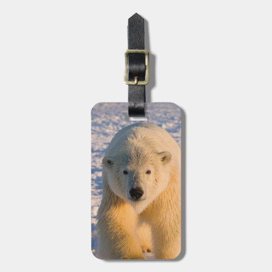 ホッキョクグマ, Ursus maritimus, 氷上のホッキョクグマ ラゲッジタグ (正面縦)