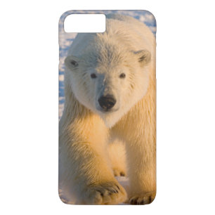 ホッキョクグマ, Ursus maritimus, 氷上のホッキョクグマ iPhone 8 Plus/7 Plusケース