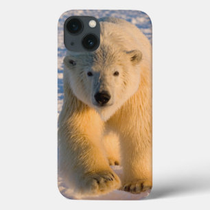 ホッキョクグマ, Ursus maritimus, 氷上のホッキョクグマ iPhone 13ケース