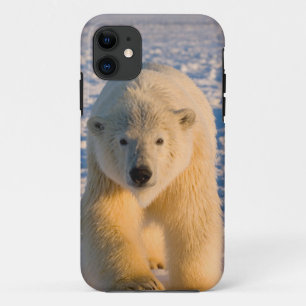 ホッキョクグマ, Ursus maritimus, 氷上のホッキョクグマ iPhone 11 ケース