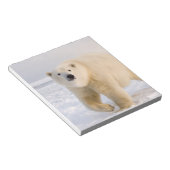 ホッキョクグマ, Ursus maritimus, 氷雪の上, 2 ノートパッド (アングル)