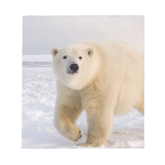 ホッキョクグマ, Ursus maritimus, 氷雪の上, 2 ノートパッド (正面)
