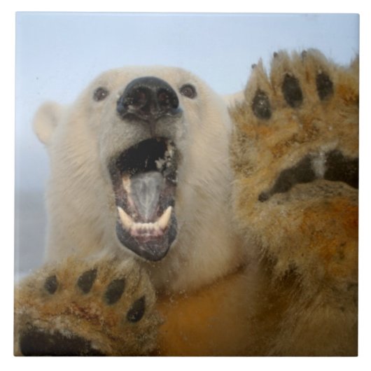 ホッキョクグマ、Ursus maritimus、珍しそうに見る タイル (正面)