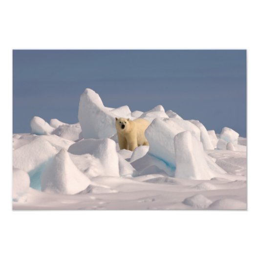ホッキョクグマ、Ursus maritimus、荒れた氷の上 フォトプリント (正面)