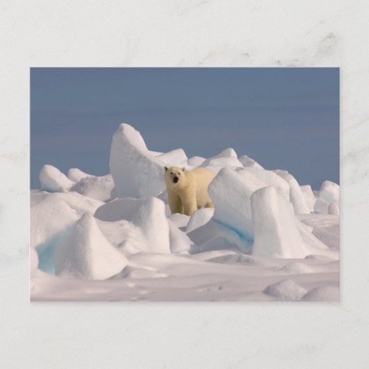 ホッキョクグマ、Ursus maritimus、荒れた氷の上 ポストカード (正面)