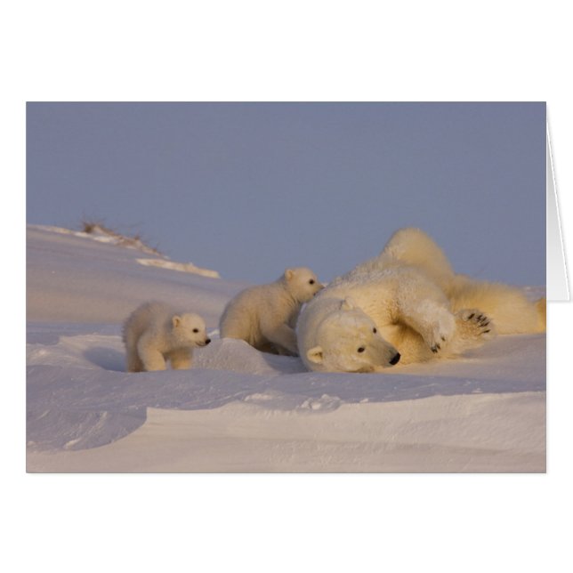 ホッキョクグマ、Ursus maritimus、遊ぶ母グマ (正面横)
