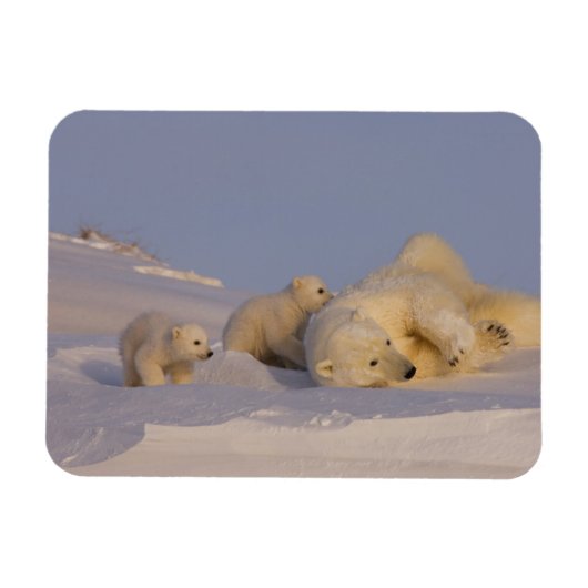 ホッキョクグマ、Ursus maritimus、遊ぶ母グマ マグネット (横)