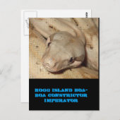 ホッグ島ボア ポストカード (正面/裏面)