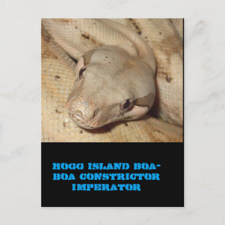 ホッグ島ボア ポストカード