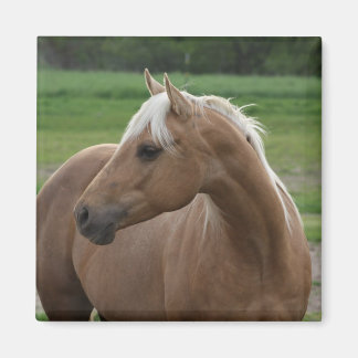 ホッツシズリンジャック マグネット