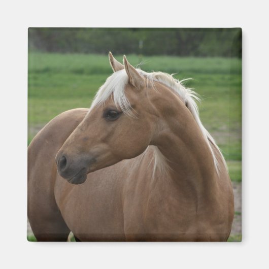 ホッツシズリンジャック マグネット (正面)