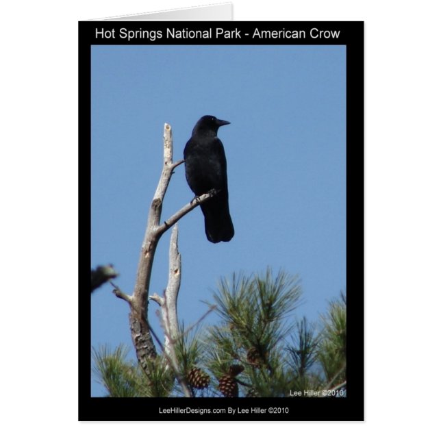 ホッツ春国立公園， AR - American Crow (正面)