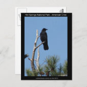ホッツ春国立公園, AR - American Crow ポストカード (正面/裏面)