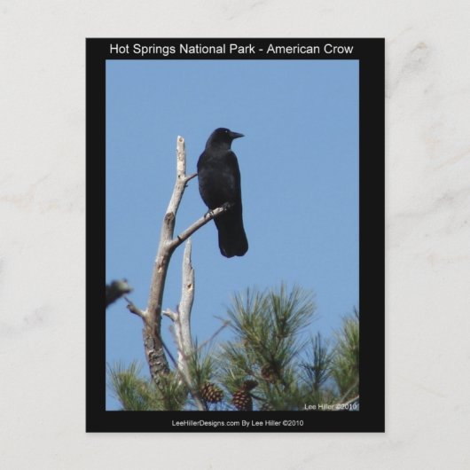 ホッツ春国立公園, AR - American Crow ポストカード (正面)