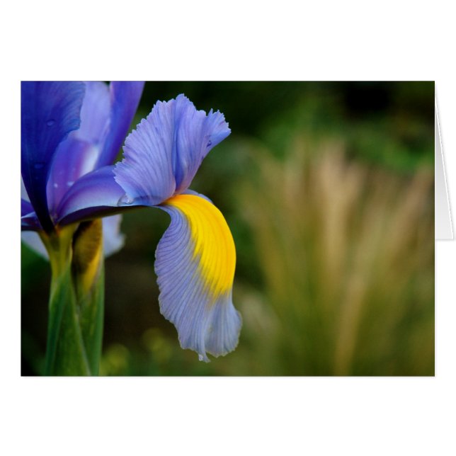 ホットスポット (正面横)