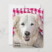 ホットドッグフライの招待状 招待状 (正面)