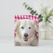 ホットドッグフライの招待 招待状 (スタンド正面)