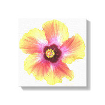 ホットハイビスカス