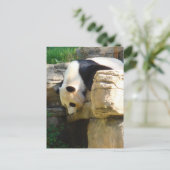 ホットパンダ ポストカード (スタンド正面)