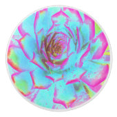 ホットピンクと青の多肉性セダムロゼット セラミックノブ (正面)