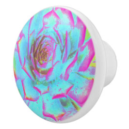 ホットピンクと青の多肉性セダムロゼット セラミックノブ