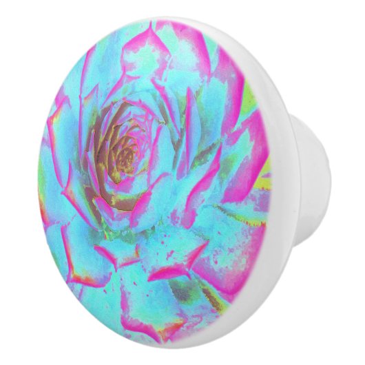 ホットピンクと青の多肉性セダムロゼット セラミックノブ (右)