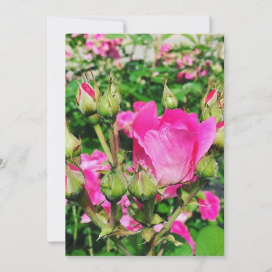 ホットピンクのバラ写真の書 招待状 (裏面)