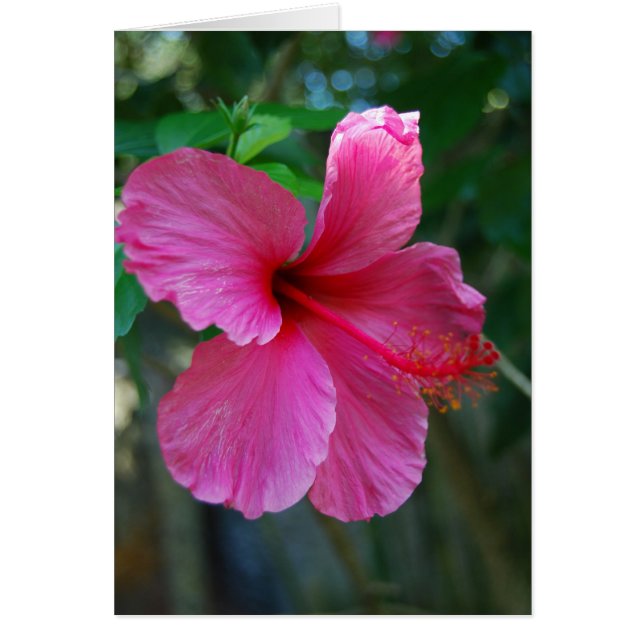 ホットピンクのポッピング (正面)