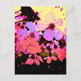 ホットピンクの桜 ポストカード
