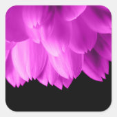 ホットピンクの花の花びらを黒に スクエアシール (正面)