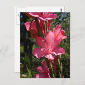 ホットピンクの花はがき ポストカード (正面/裏面)