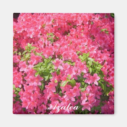 ホットピンクツツツツジ マグネット (正面)