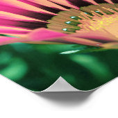 ホットピンクデイジー花びら ポスター (角)