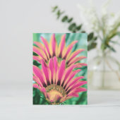 ホットピンクデイジー花びら ポストカード (スタンド正面)
