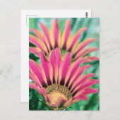 ホットピンクデイジー花びら ポストカード (正面/裏面)