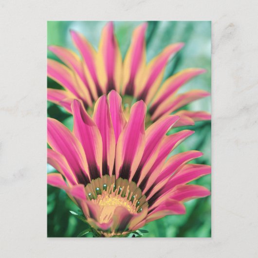 ホットピンクデイジー花びら ポストカード (正面)