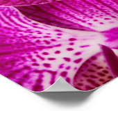 ホットピンクデンドロビウム蘭 – 蘭の背景 ポスター (角)